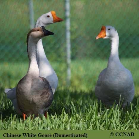 Chinese White Goose