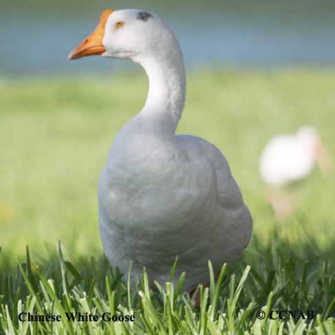 Birds of North America