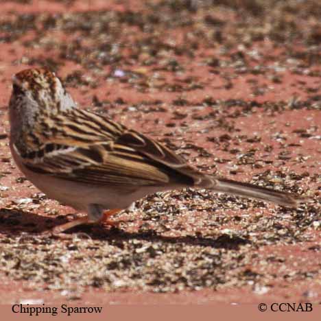 North American Birds