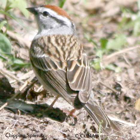 North American Birds