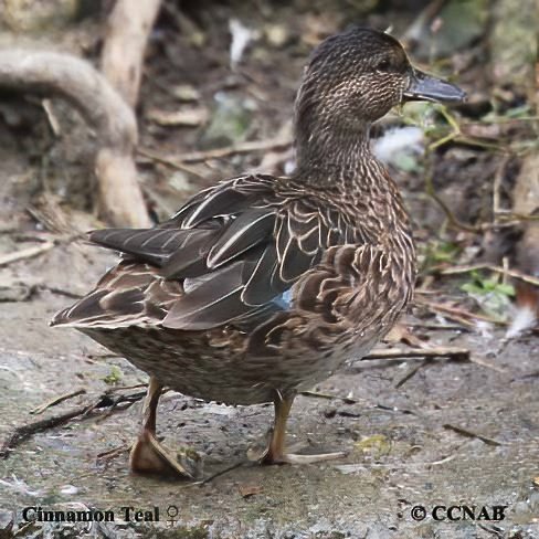 Birds of North America