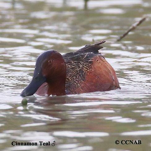 Birds of North America