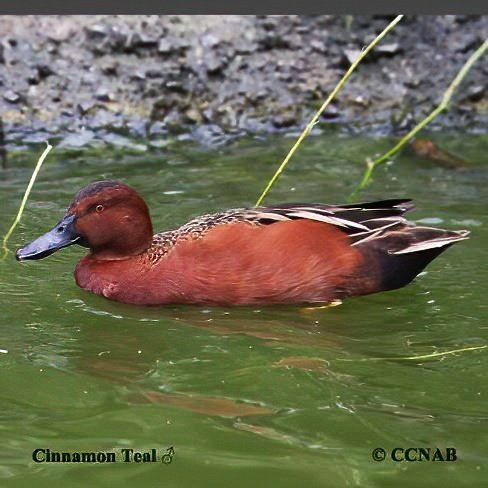 Birds of North America