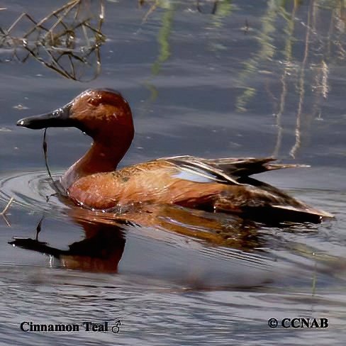 Birds of North America