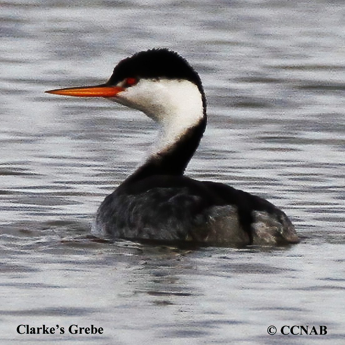 Birds of North America