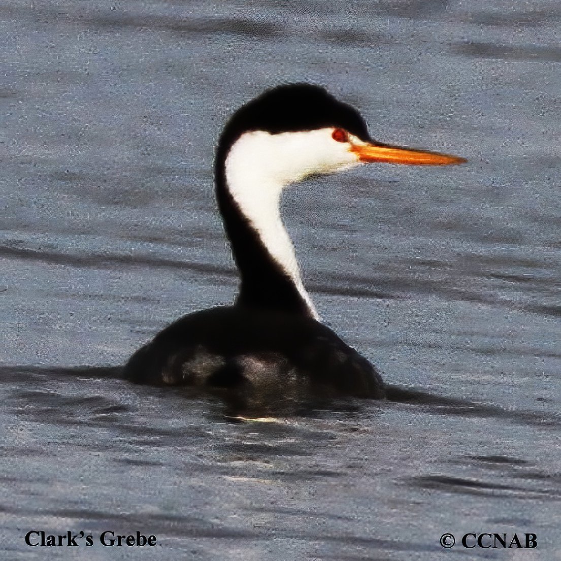 Birds of North America