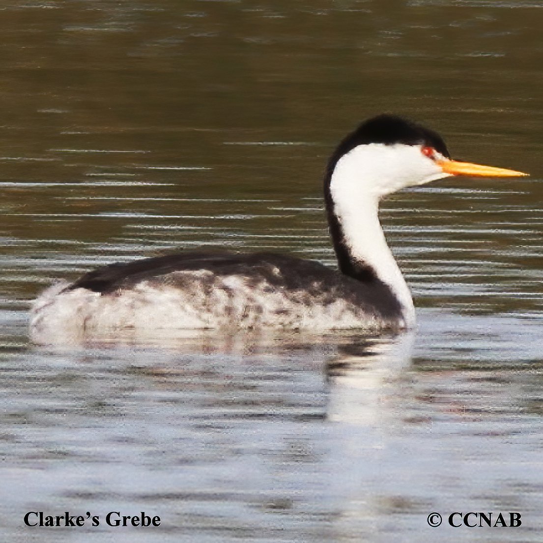 Birds of North America