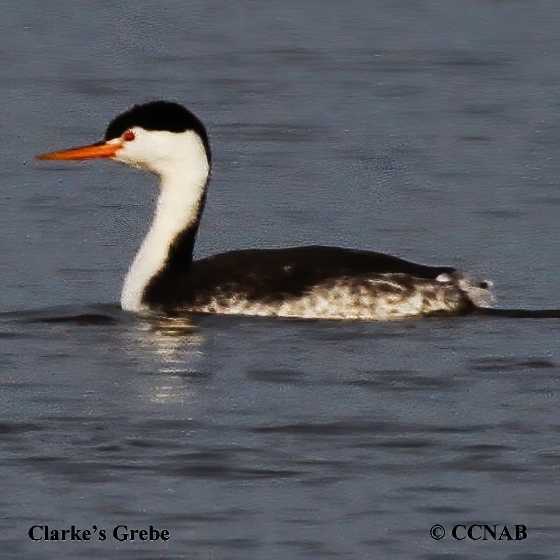 Birds of North America