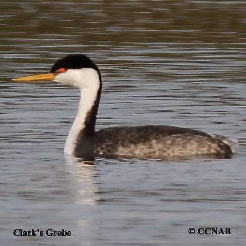 Birds of North America