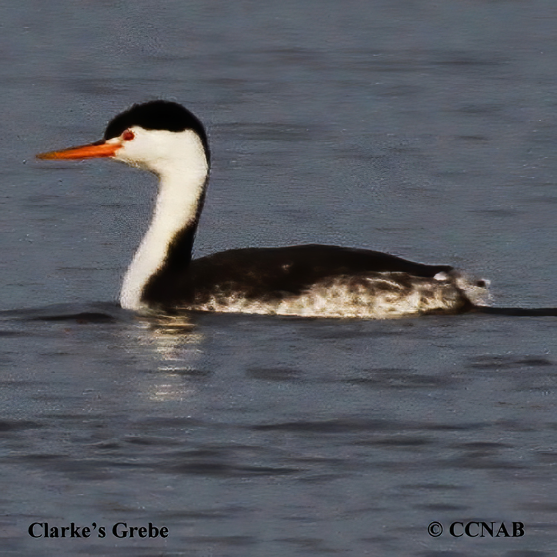 North American Grebes