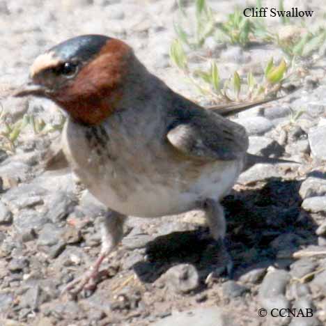 North American Swallows