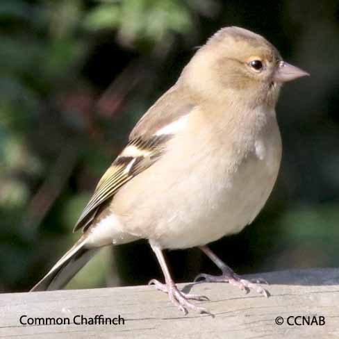 Birds of North America