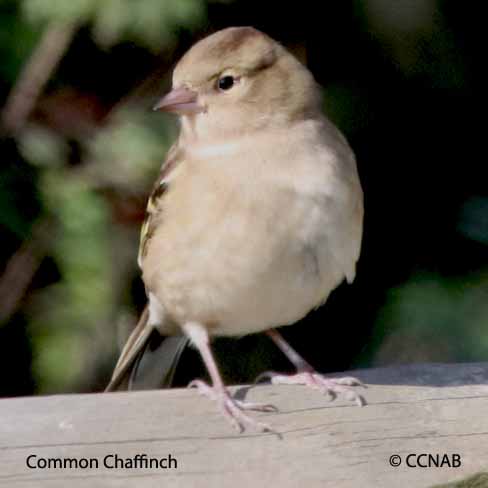 Birds of North America