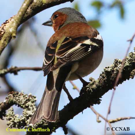 Birds of North America