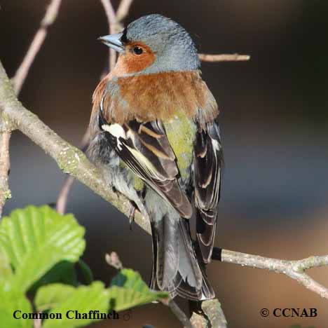 Birds of North America