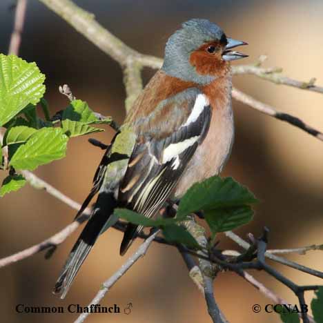 Common Chaffinch