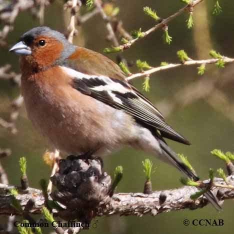 Birds of North America