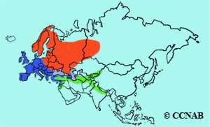 Common Chaffinch range map