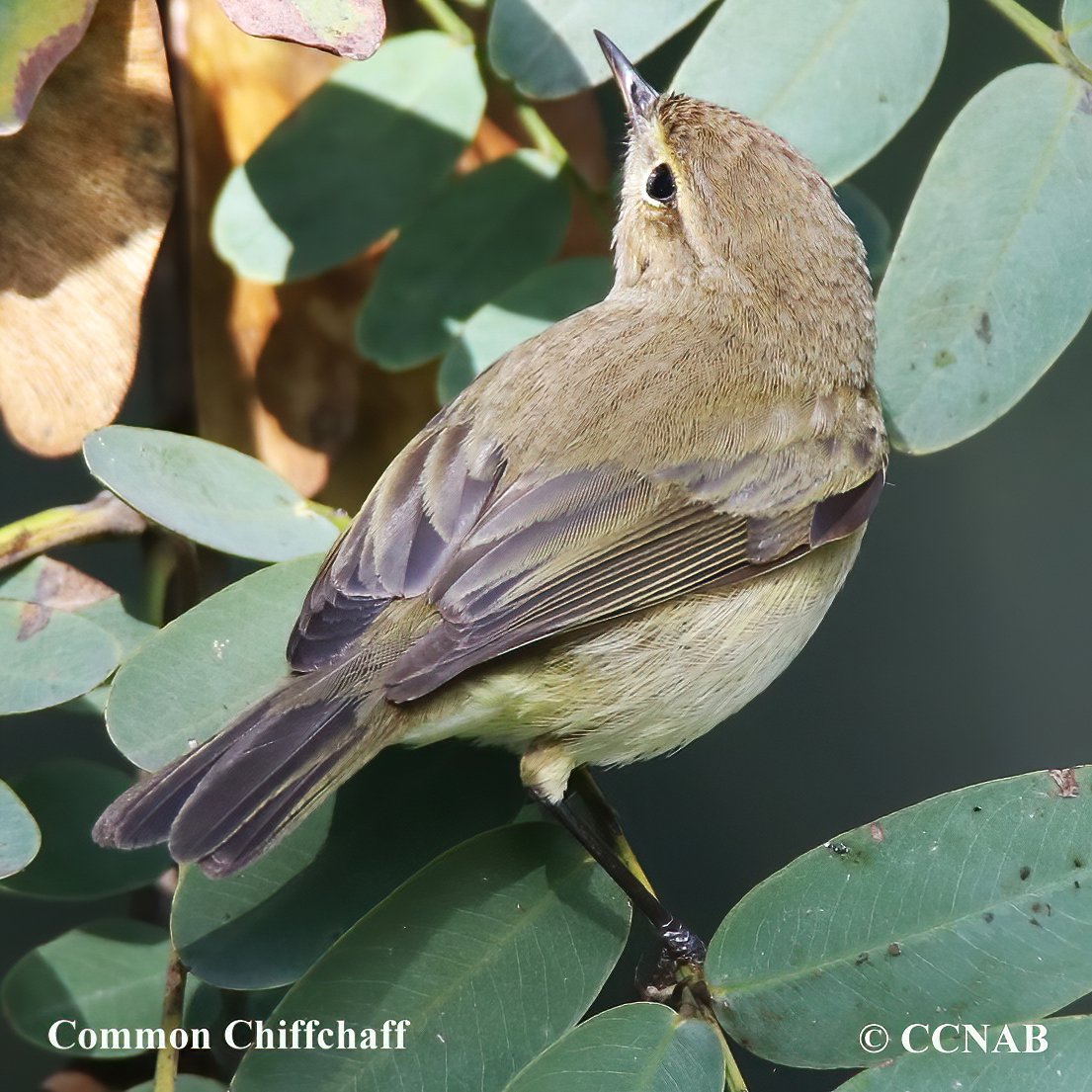 Birds of North America