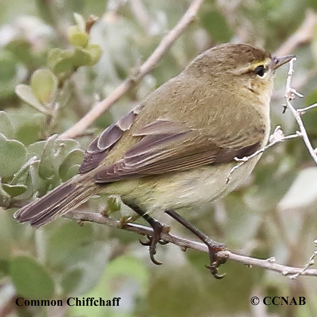 Birds of North America