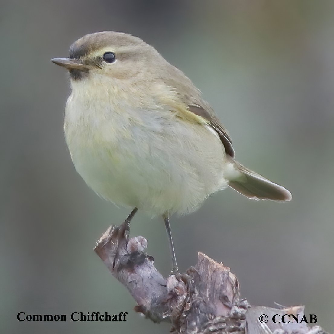 Birds of North America