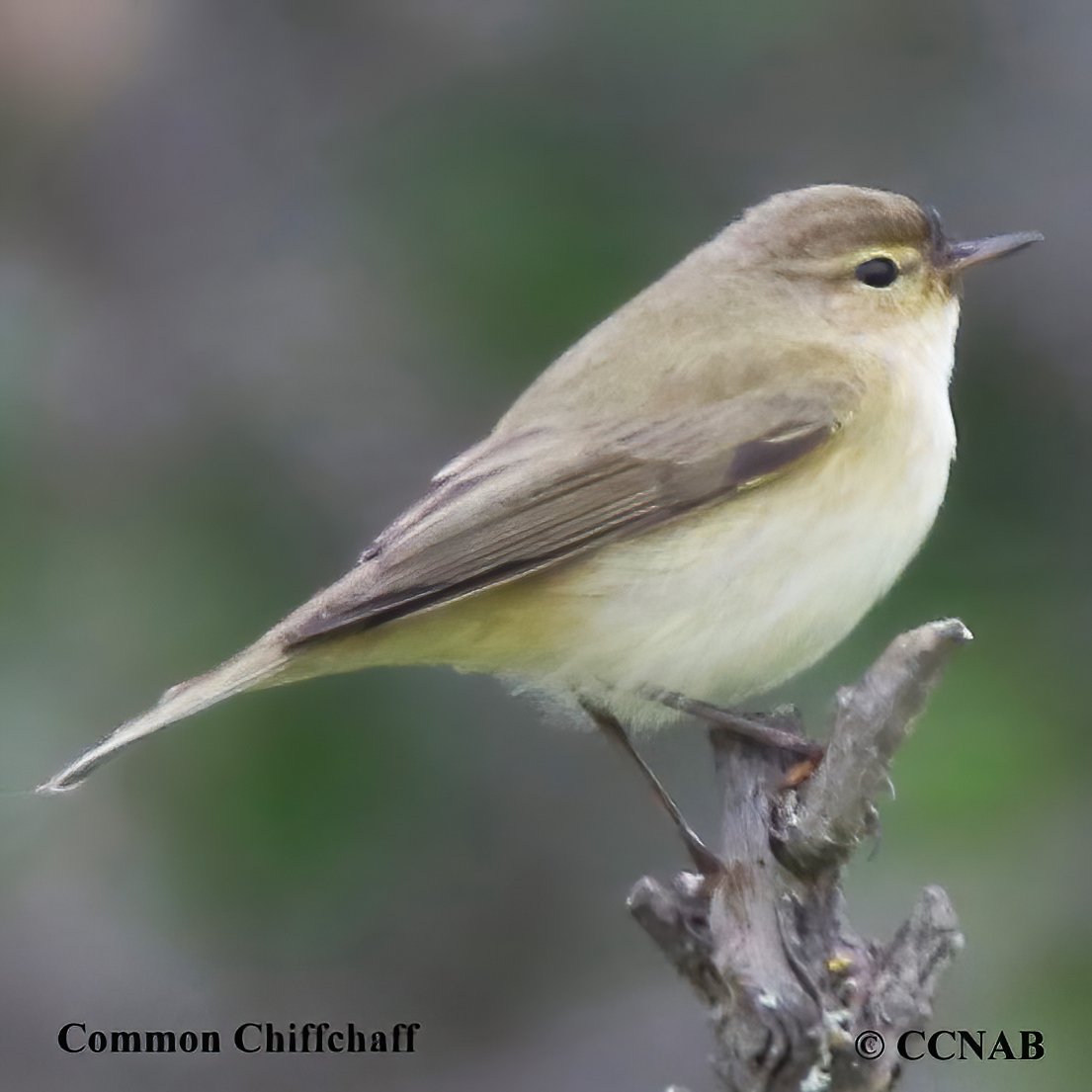 Birds of North America