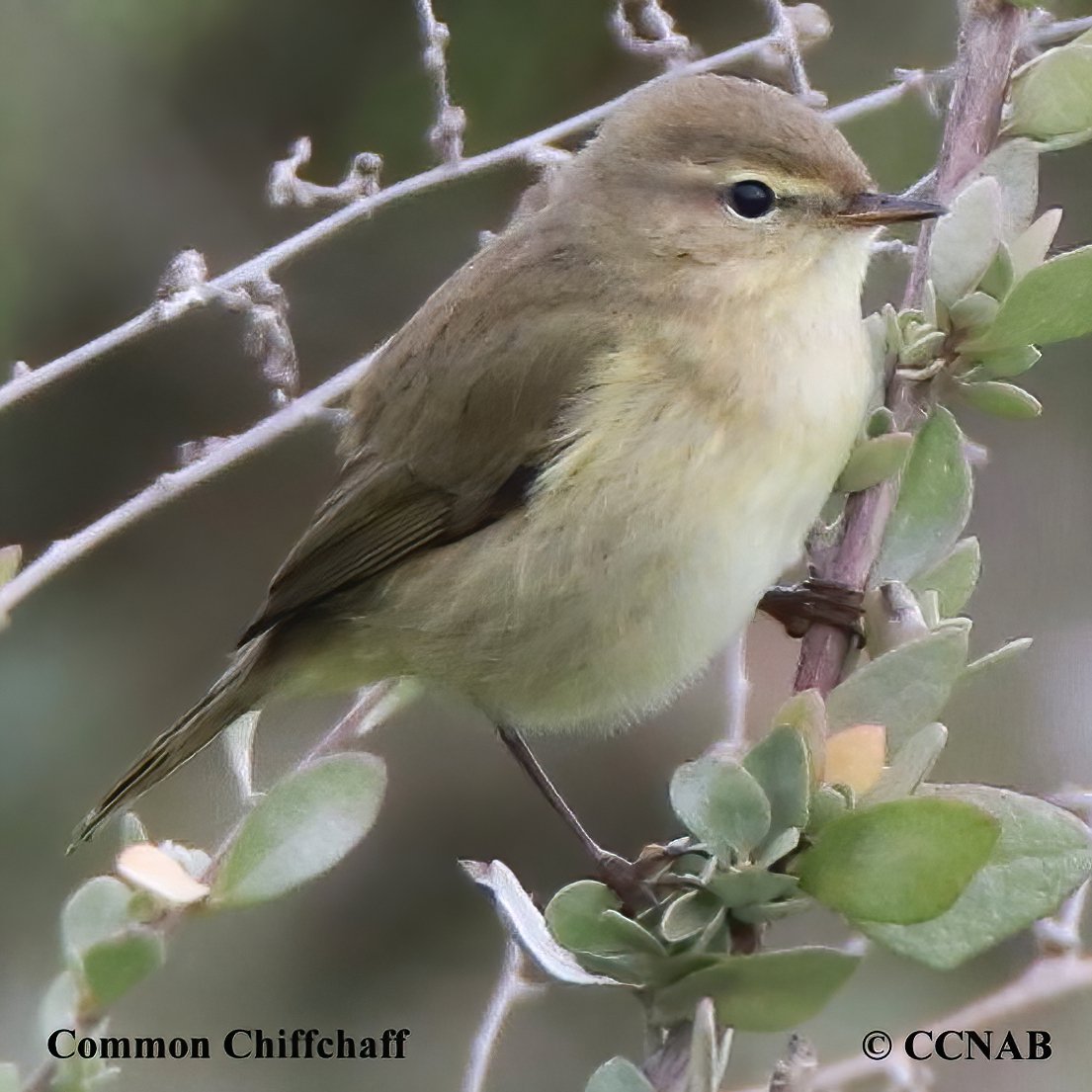 Birds of North America