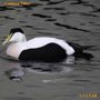 Common Eider songs and calls
