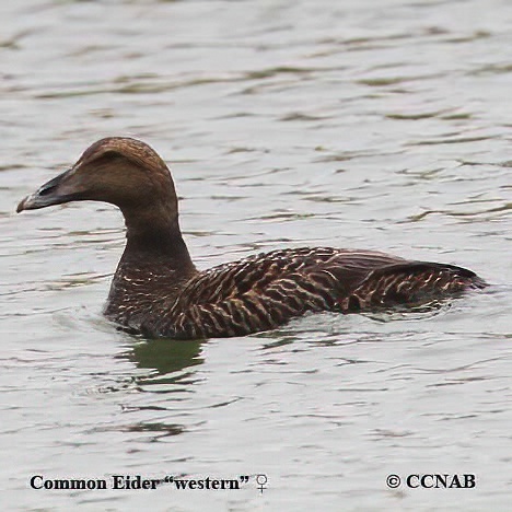 North American eiders