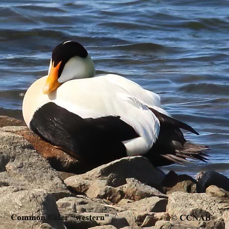 Common Eider (Pacific)