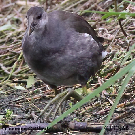 Birds of North America