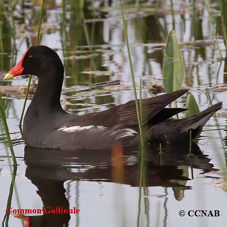 Birds of North America