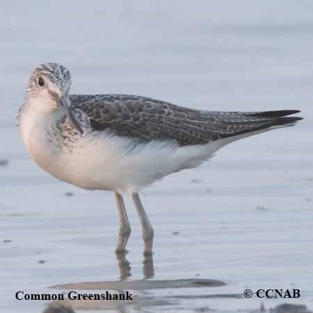 Birds of North America