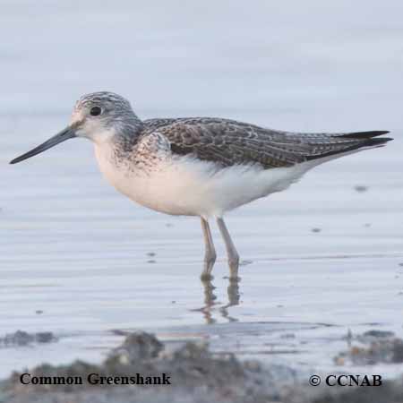 Birds of North America