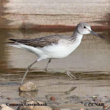 Birds of North America