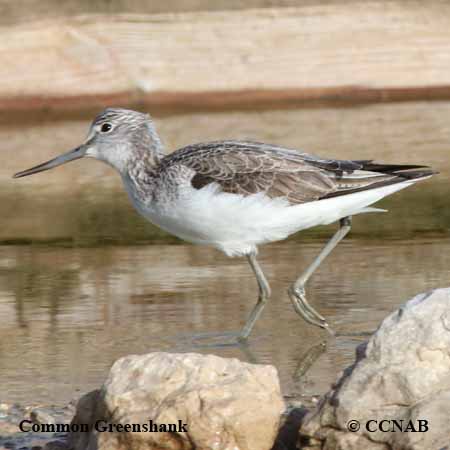 Birds of North America