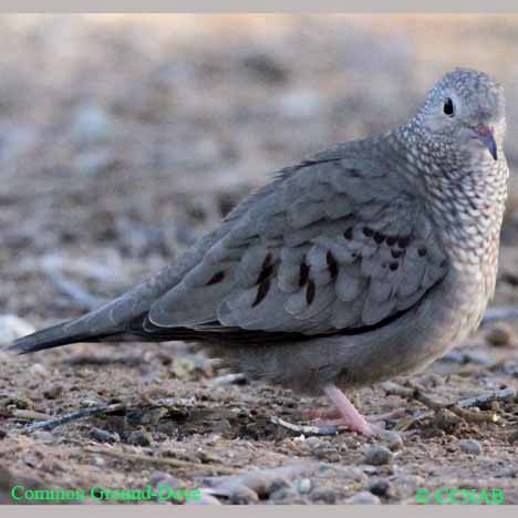 Birds of North America