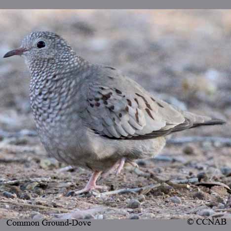 Birds of North America