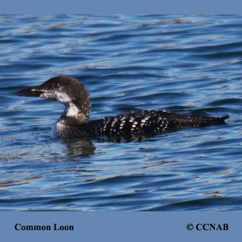 North American Loons
