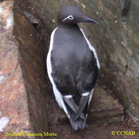 Birds of North America