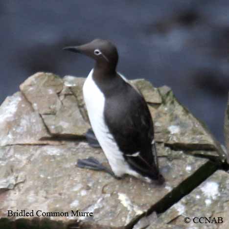 Birds of North America