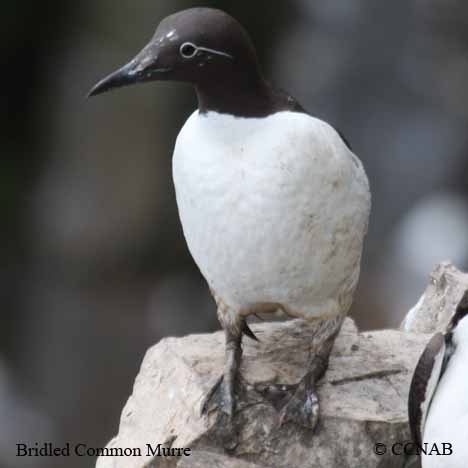 Birds of North America