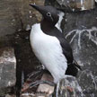 Common Murre (Bridled)