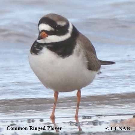 Birds of North America