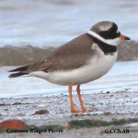 Birds of North America