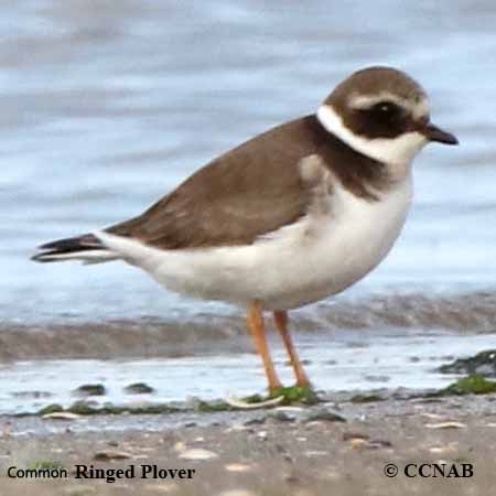 Birds of North America