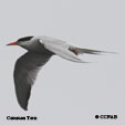 Common Tern songs and calls