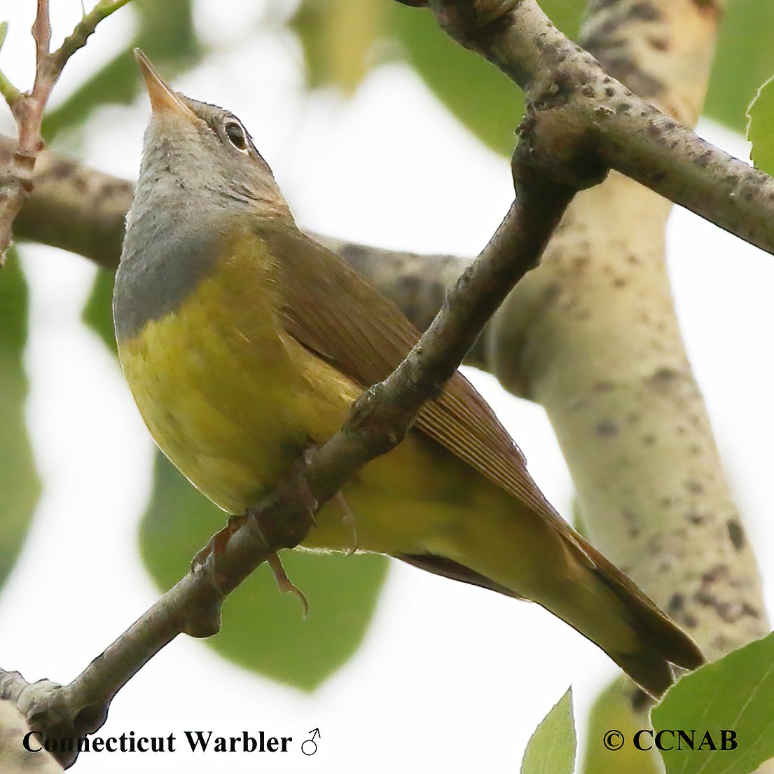 Birds of North America