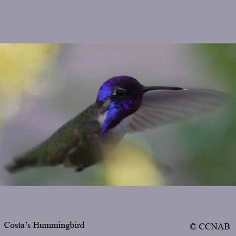 North American Hummingbirds