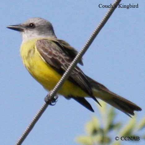 Couch's Kingbird Range Map (Tyrannus couchii)